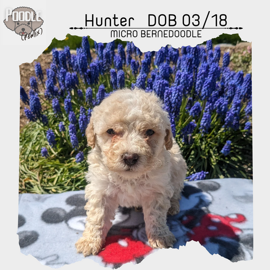 MICRO BERNEDOODLES (03/18) MALE