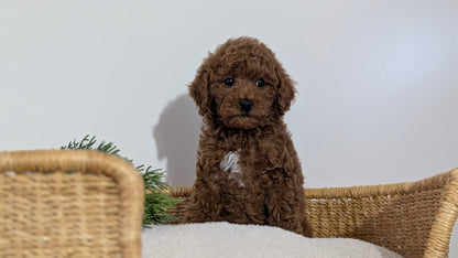 MINI POODLE (NOV 14) MALES