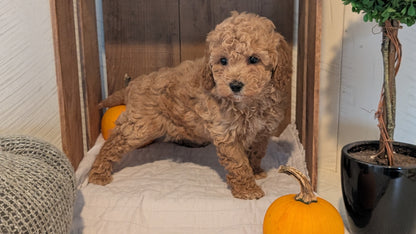 MINI POODLE (AUG 06) 5 FEMALES