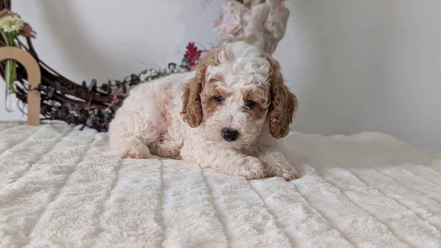 MINI POODLE (JUN 01) FEMALES