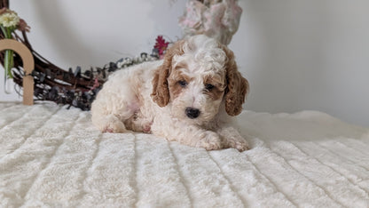 MINI POODLE (JUN 01) FEMALES