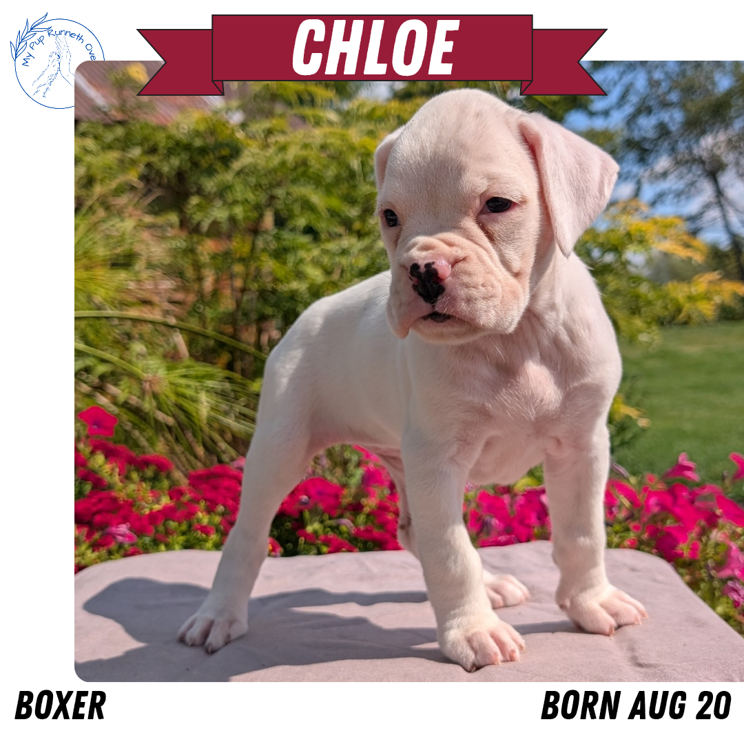 BOXER (08/20) FEMALE