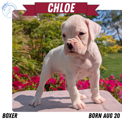 BOXER (08/20) FEMALE