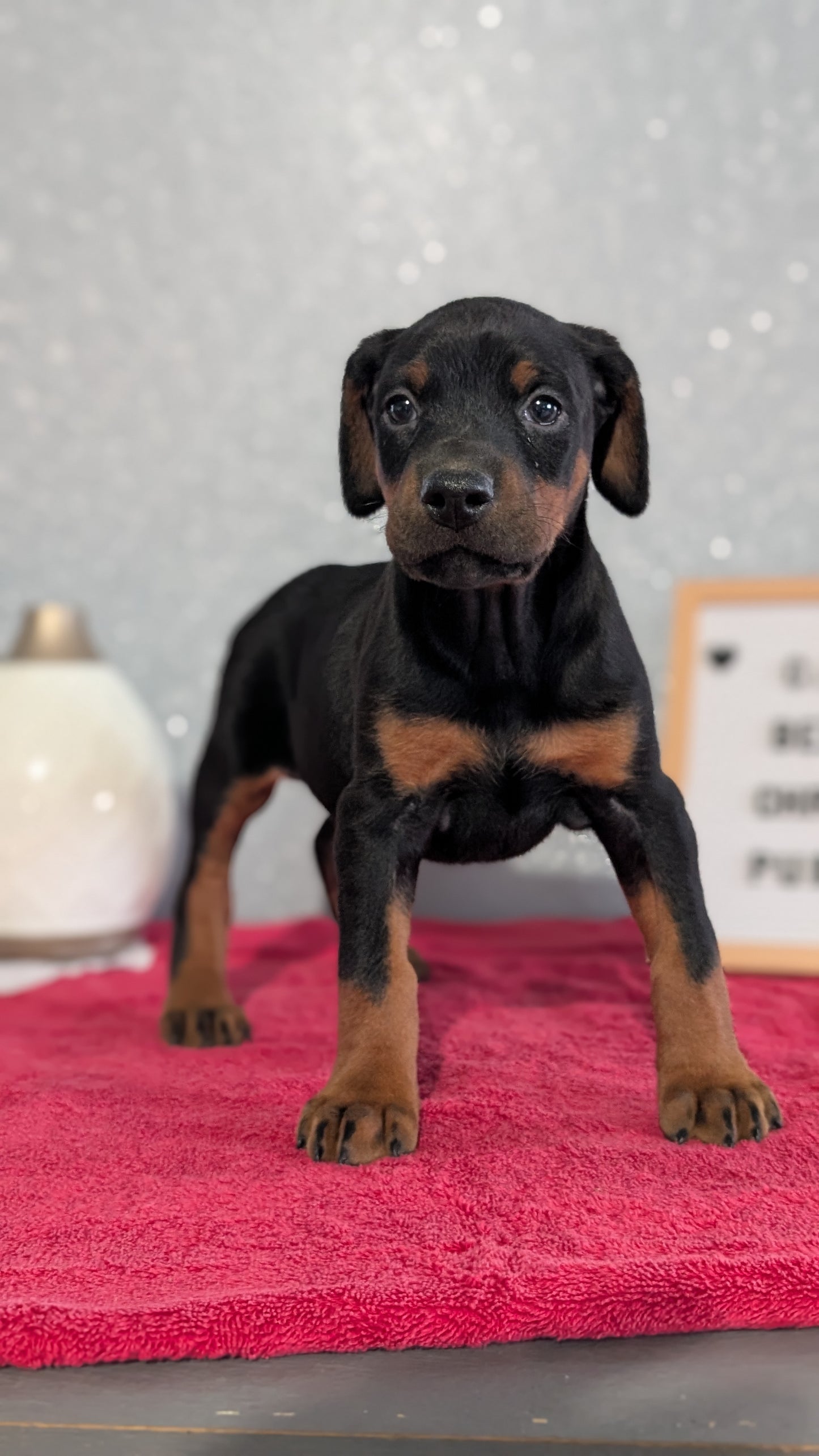 DOBERMAN PINSCHER (OCT 17) FEMALES