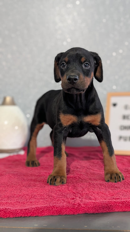 DOBERMAN PINSCHER (OCT 17) FEMALES