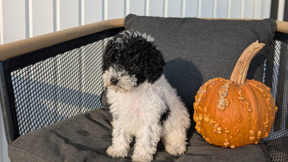 TOY POODLE (08/19) FEMALE
