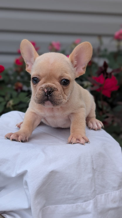 FRENCH BULLDOG (JUN 26) 2 MALES