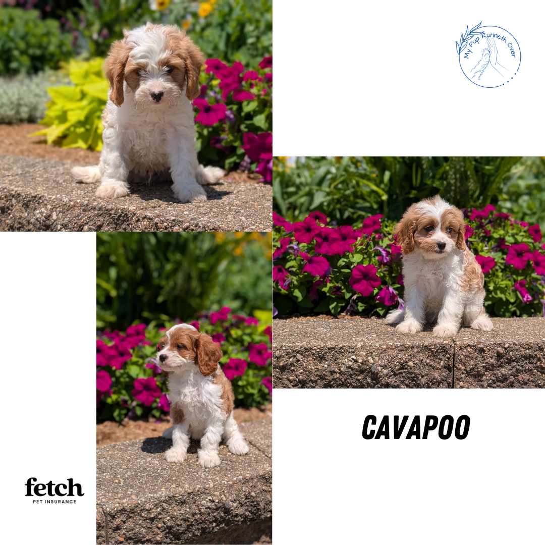 CAVAPOO (MAY 18) MALE