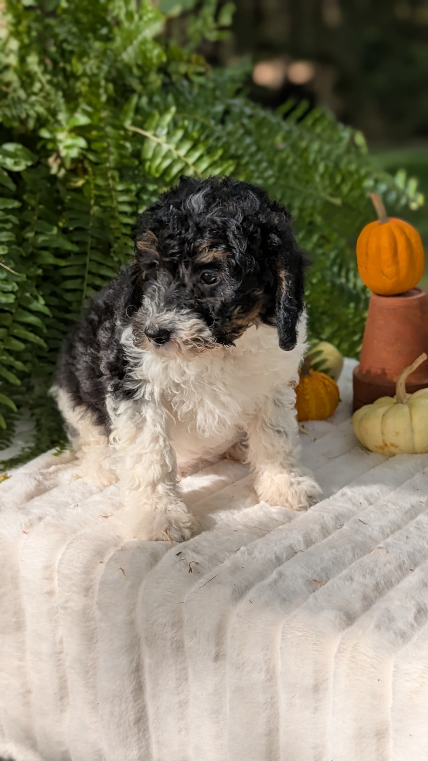 MINI BERNEDOODLE (08/06) FEMALE