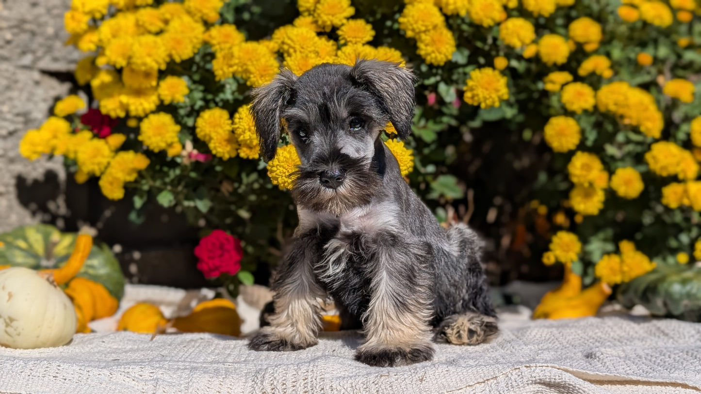 MINI SCHNAUZER (08/06) FEMALE