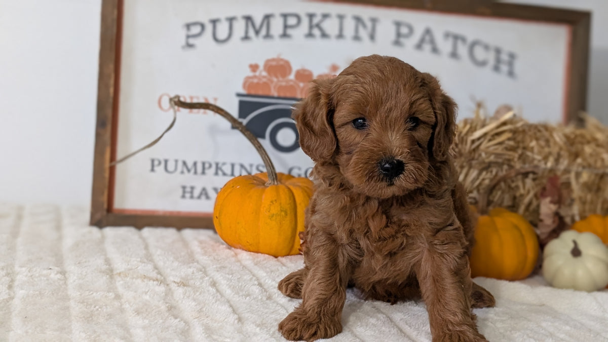 MINI GOLDENDOODLE (AUG 13) 6 MALES/3 FEMALES