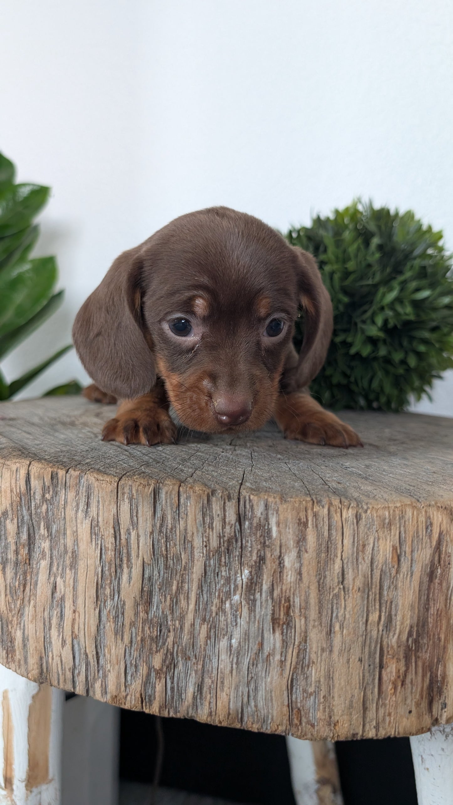 MINI DACHSHUND (09/22) FEMALE