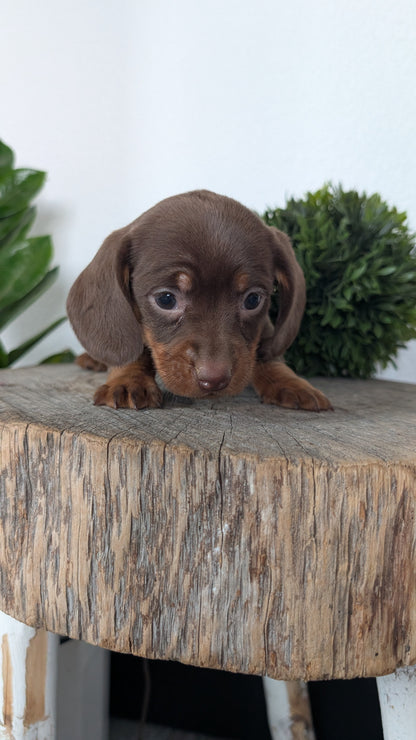 MINI DACHSHUND (09/22) FEMALE