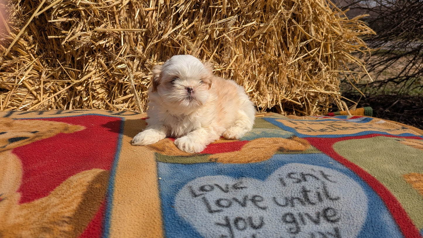 SHIH TZU (02/01) FEMALE