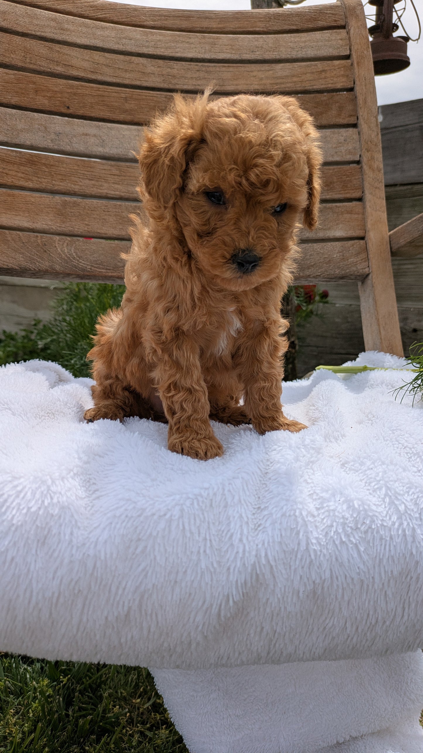 MINI POODLE (03/30) FEMALE