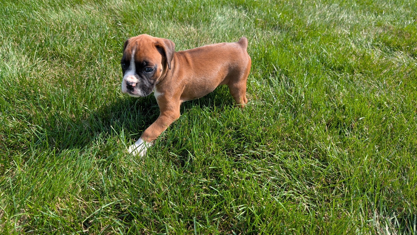 BOXER (08/20) FEMALE