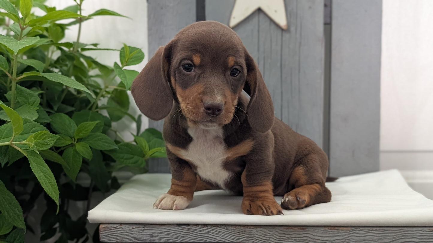 MINI DACHSHUND (MAR 23) MALES