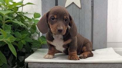 MINI DACHSHUND (MAR 23) MALES