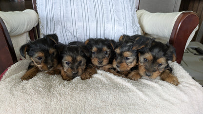 YORKSHIRE TERRIER (02/25) FEMALE