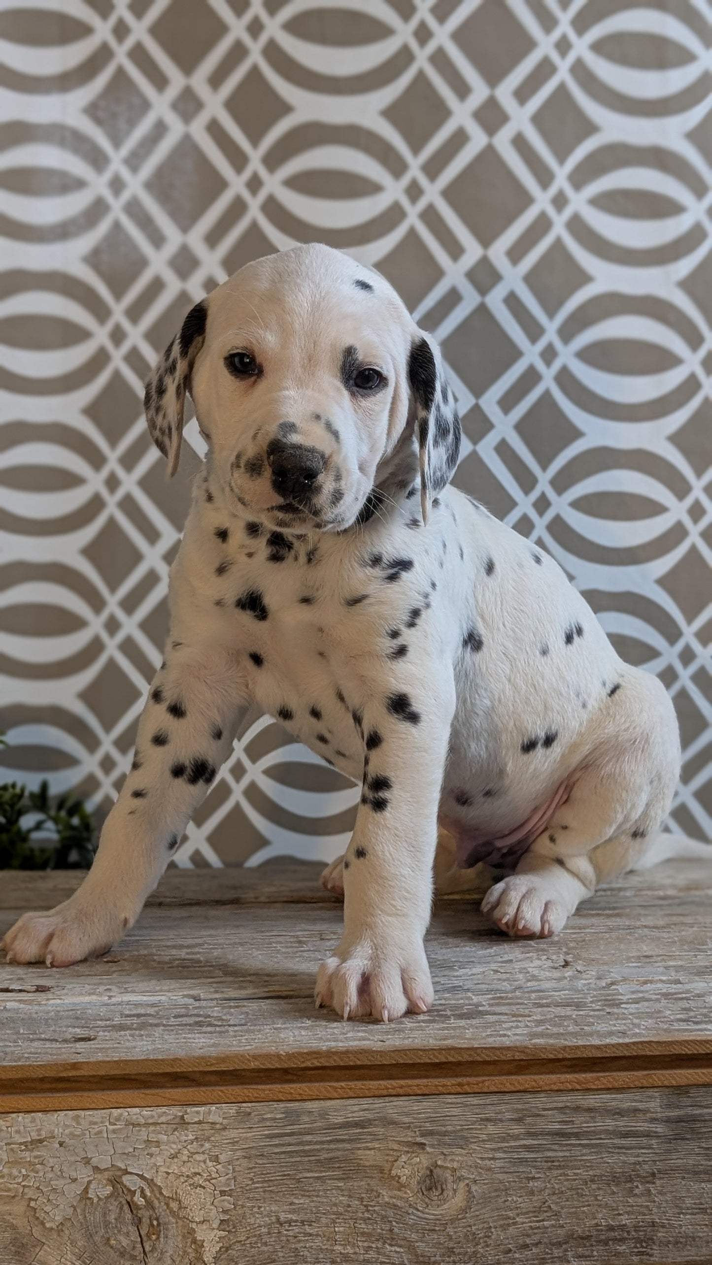 DALMATIAN (FEB 06) MALES