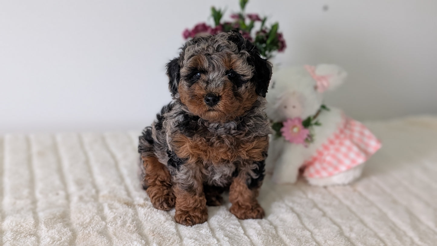 MINI POODLE (MAR 11) MALE