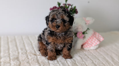 MINI POODLE (MAR 11) MALE