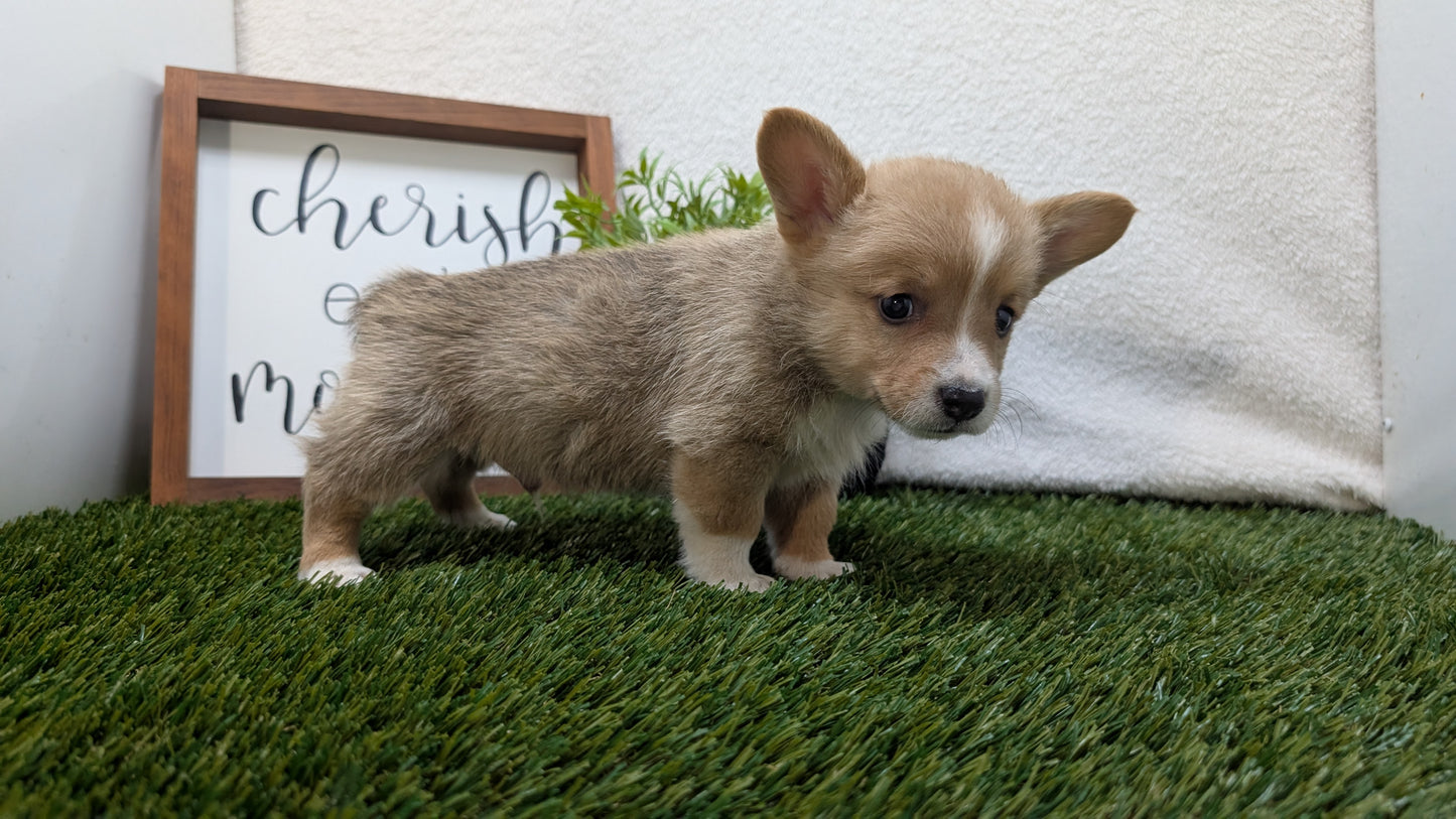 CORGI (07/10) MALE