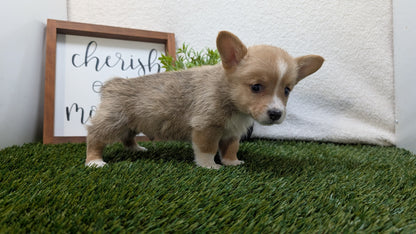 CORGI (07/10) MALE