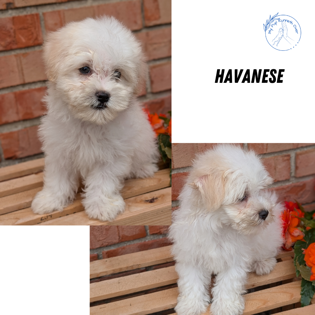 HAVANESE (MAY 14) MALES