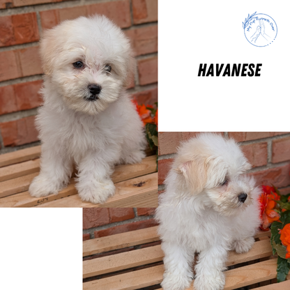 HAVANESE (MAY 14) MALES