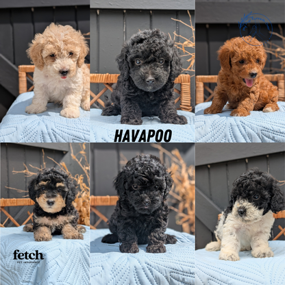 HAVAPOO (JUL 09) 2 FEMALES/4 MALES