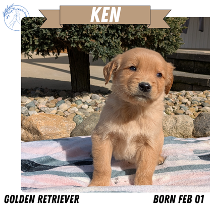 GOLDEN RETRIEVER (02/01) MALE