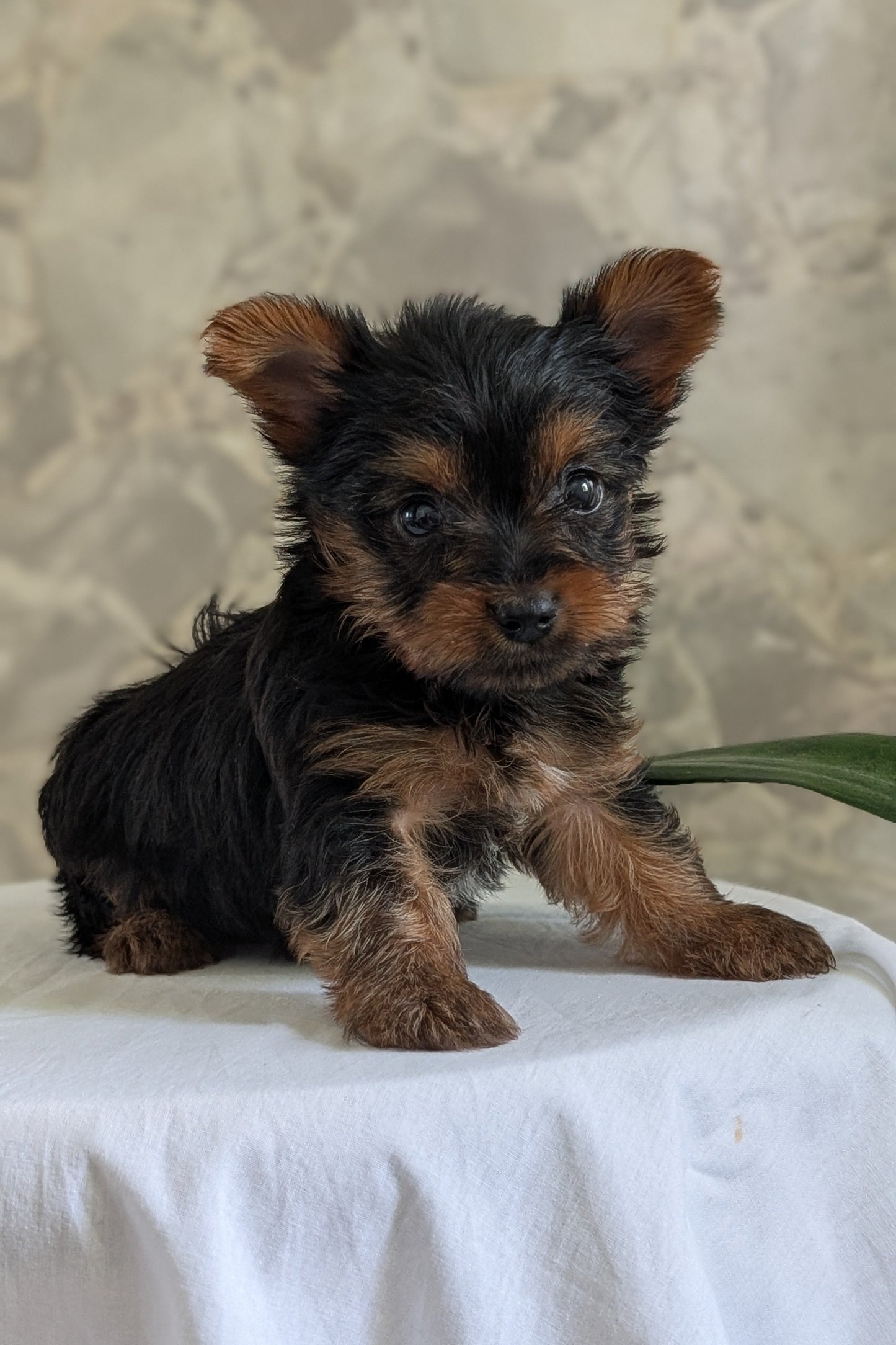 YORKSHIRE TERRIER (APR 26) FEMALES