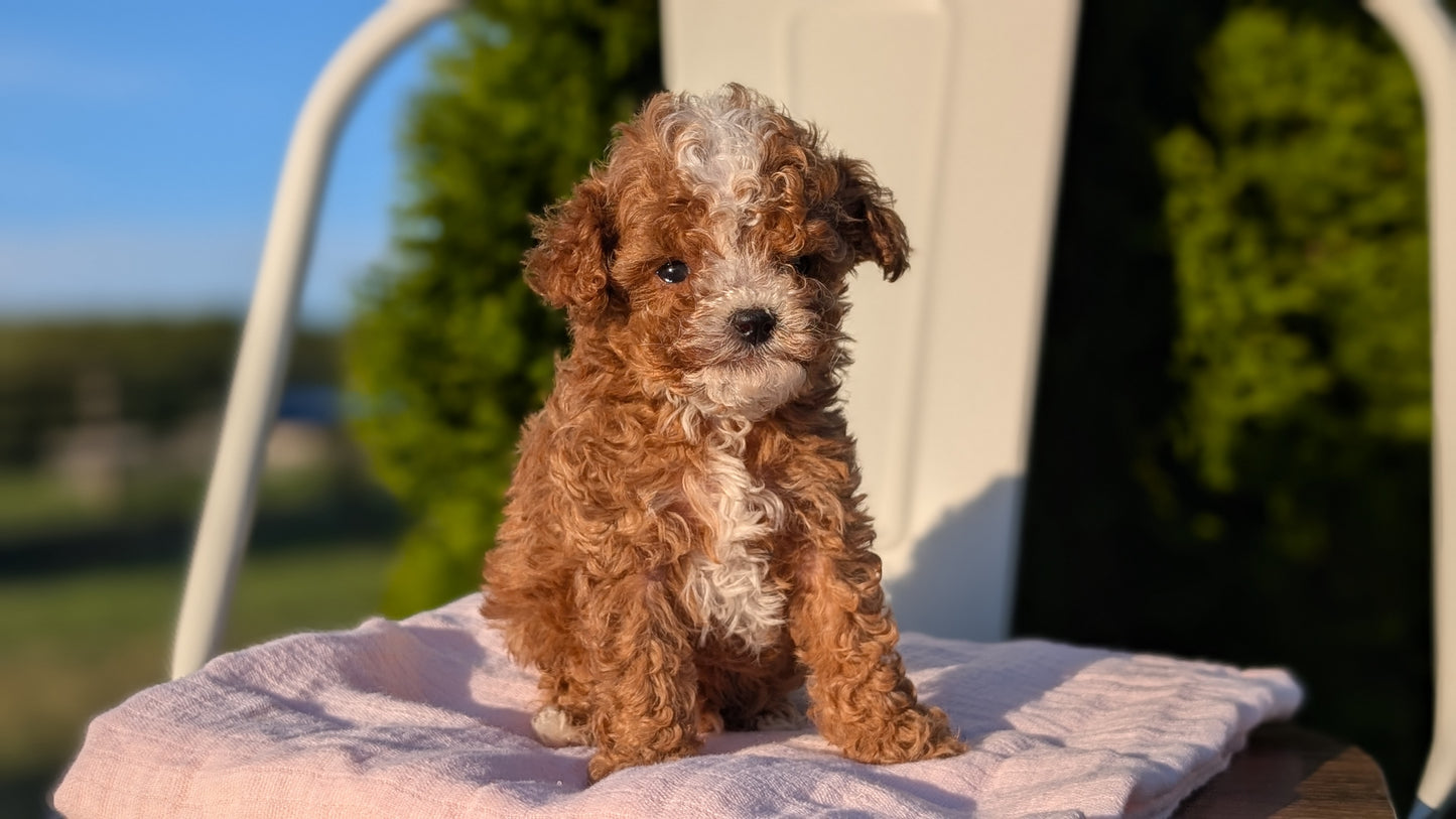 CAVAPOO (MAY 09) MALES