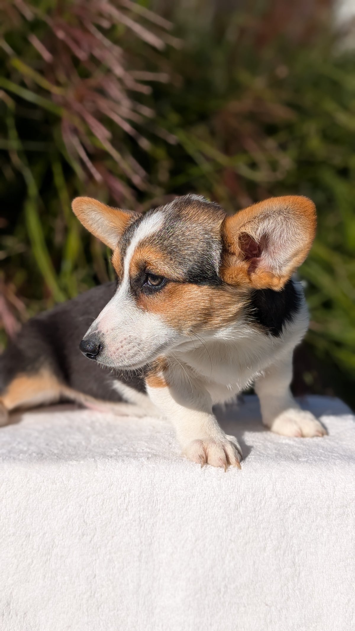 CORGI (JUN 08) FEMALES
