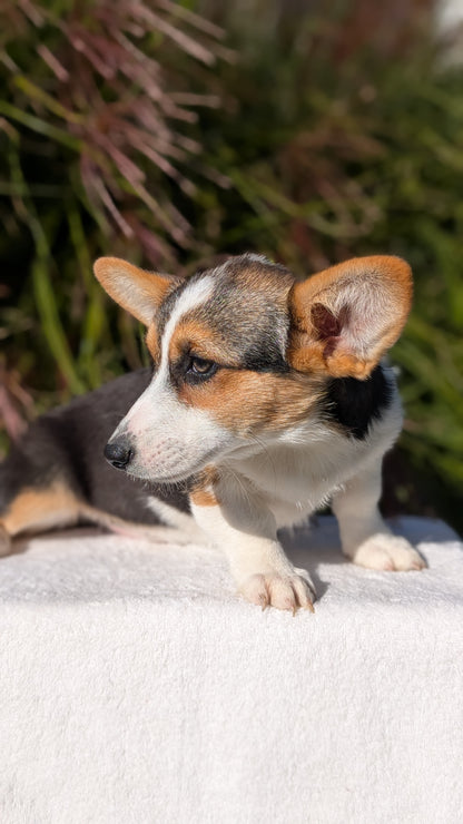 CORGI (JUN 08) FEMALES