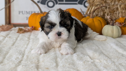 SHIH TZU (AUG 17) 2 FEMALES/3 MALES