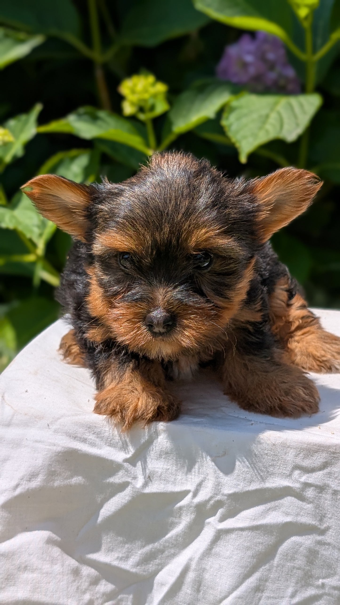 YORKSHIRE TERRIER (05/23) MALE