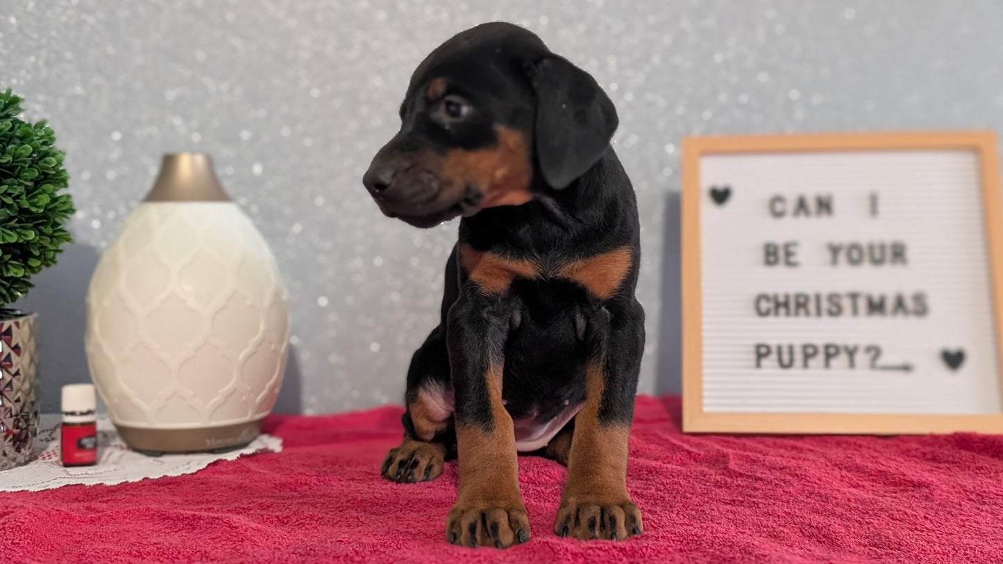DOBERMAN PINSCHER (OCT 17) FEMALES