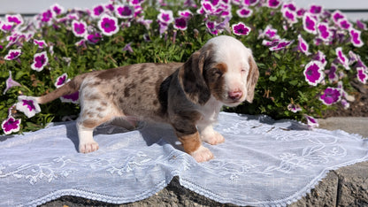 MINI DACHSHUND (08/19) MALE