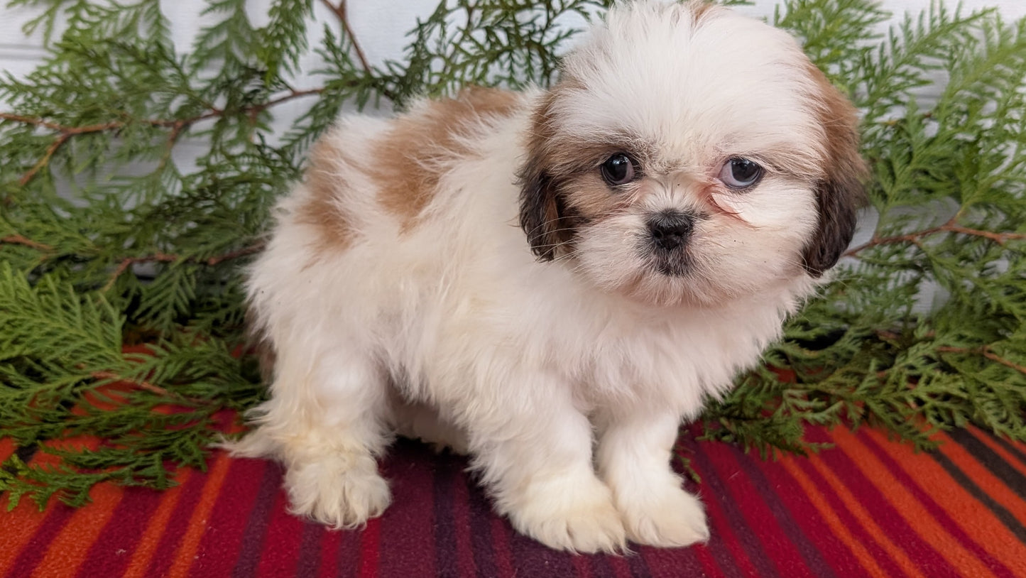 SHIH TZU (SEP 30) FEMALE