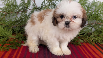 SHIH TZU (SEP 30) FEMALE