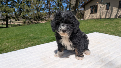 MINI BERNEDOODLE (02/09) MALE