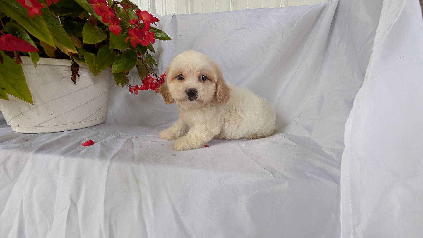TEDDY BEAR (06/29) FEMALE