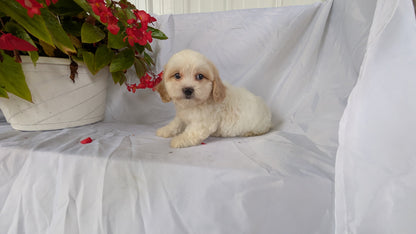 TEDDY BEAR (06/29) FEMALE