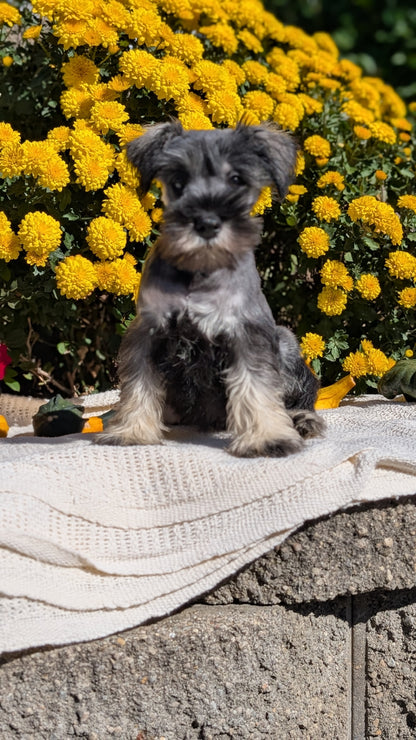 MINI SCHNAUZER (08/06) MALE