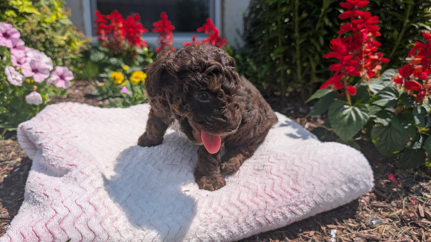 TOY POODLE (06/30) MALE