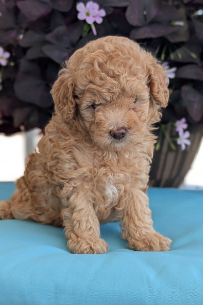 TOY POODLE (MAY 26) MALES