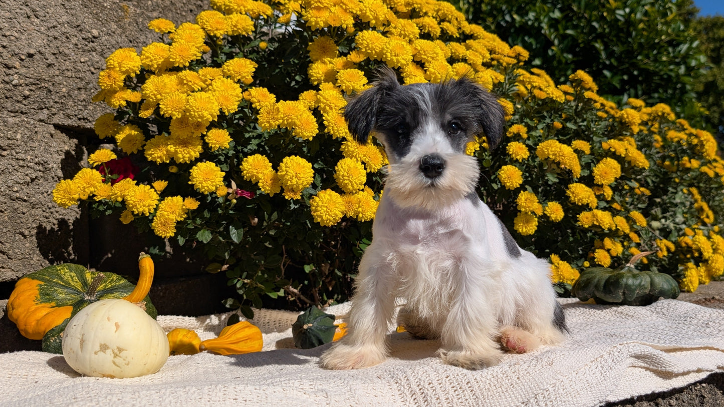 MINI SCHNAUZER (08/06) MALE