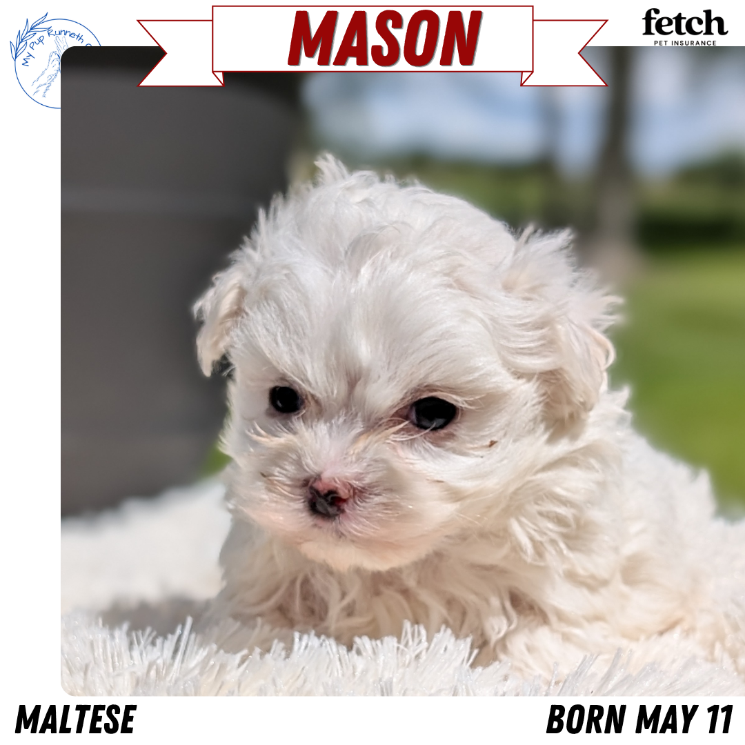 MALTESE (MAY 11) MALES